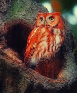 Red Owl Paint by numbers