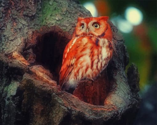 Red Owl Paint by numbers