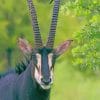 Sable Antelope Paint by numbers
