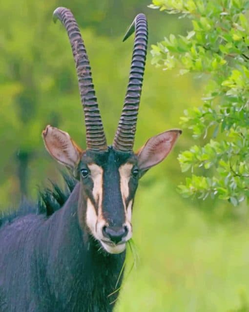Sable Antelope Paint by numbers