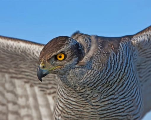 Saker Falcon Paint by numbers