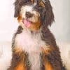 Sheepadoodle paint by numbers