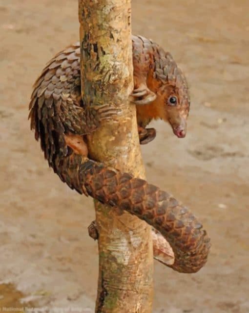 Tree Pangolin Paint by numbers