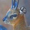 Baby Antelope Paint by numbers
