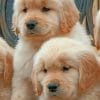Baby Golden Retriever Dogs Paint by numbers