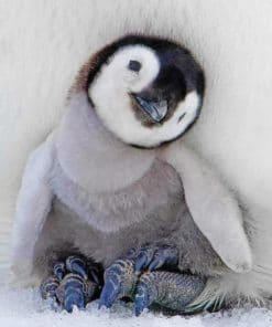 Baby Penguin paint By Numbers