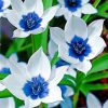 Blue And White Flowers paint By Numbers