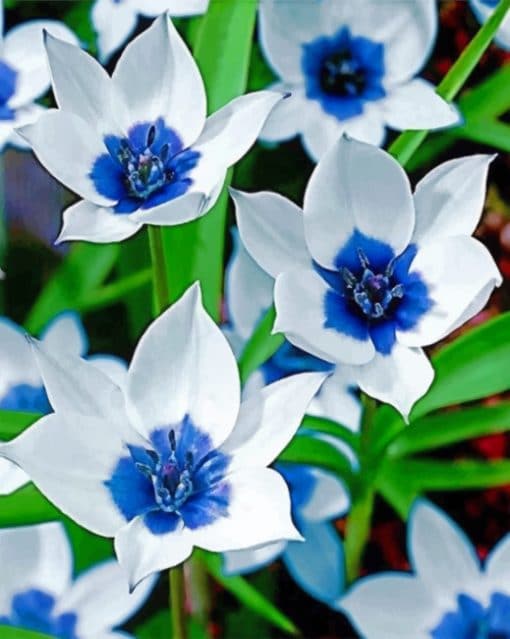 Blue And White Flowers paint By Numbers