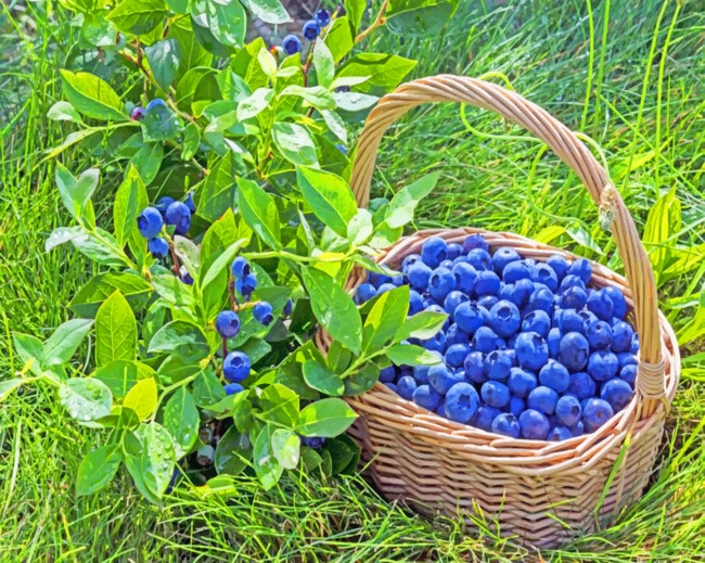 Blueberry Denise On Basket paint by numbers