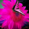 Butterfly On Pink Flower paint By Numbers