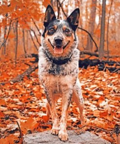 Cattle Dog In Forest paint by numbers
