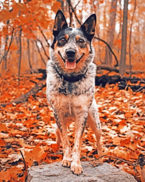 Cattle Dog In Forest paint by numbers
