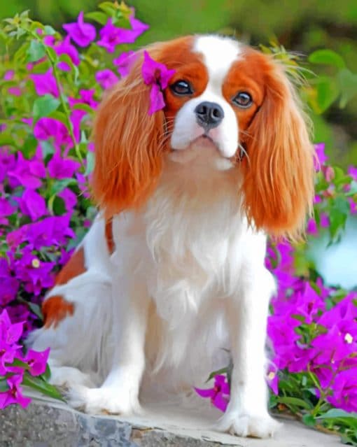 Cavalier King Charles paint By Numbers