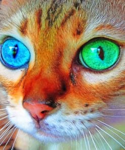 Close Up Cat paint By Numbers
