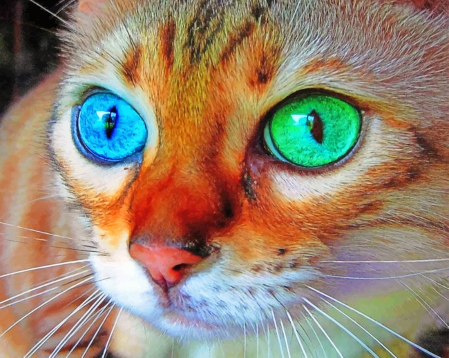 Close Up Cat paint By Numbers