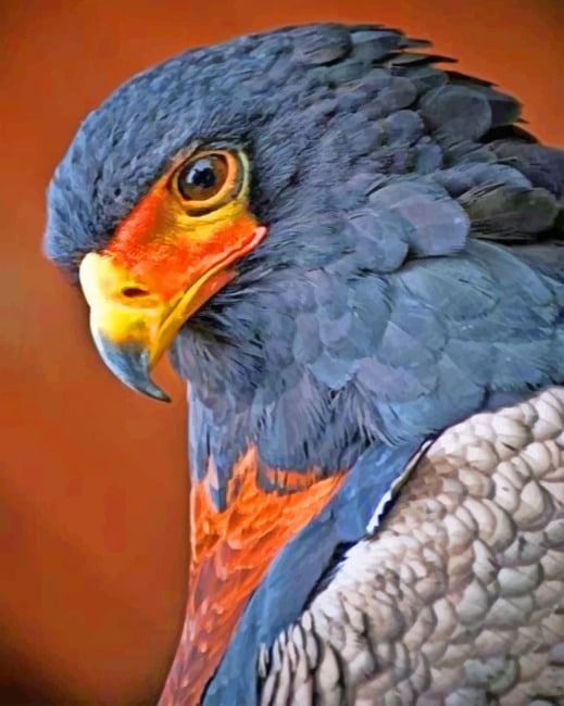 Close Up Bird paint By Numbers