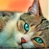 Cat With Green Eyes paint By Numbers