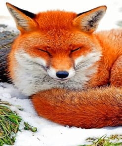 Curled Up Sleeping Fox paint by Numbers