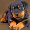 Cute Baby Rottweiler Paint by numbers