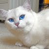 White Cat With Blue Eyes paint by numbers