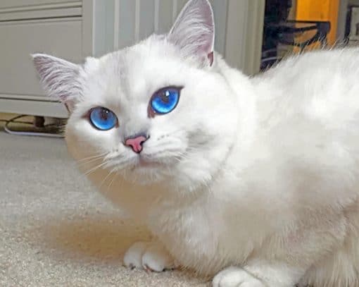 White Cat With Blue Eyes paint by numbers