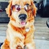 Cute Dog With Sunglasses paint By Numbers