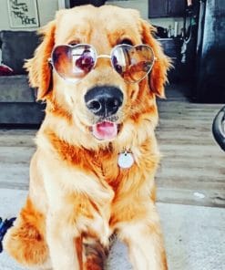 Cute Dog With Sunglasses paint By Numbers