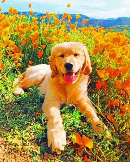 Cute Golden Retriever paint by numbers