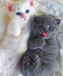 Cute Kitten paint by numbers