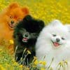 Three Puppies paint by numbers