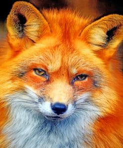 Fox Portrait paint By Numbers