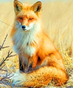 Fox Wildlife Photography paint by numbers