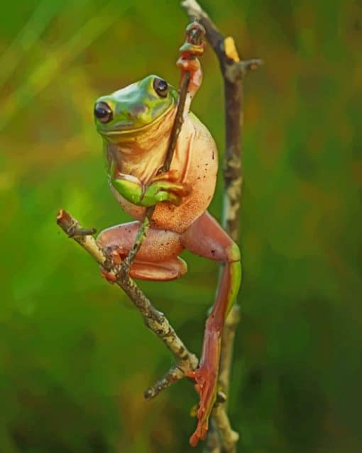 Frog On The Tree paint by numbers