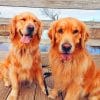 Golden Retrievers paint by numbers
