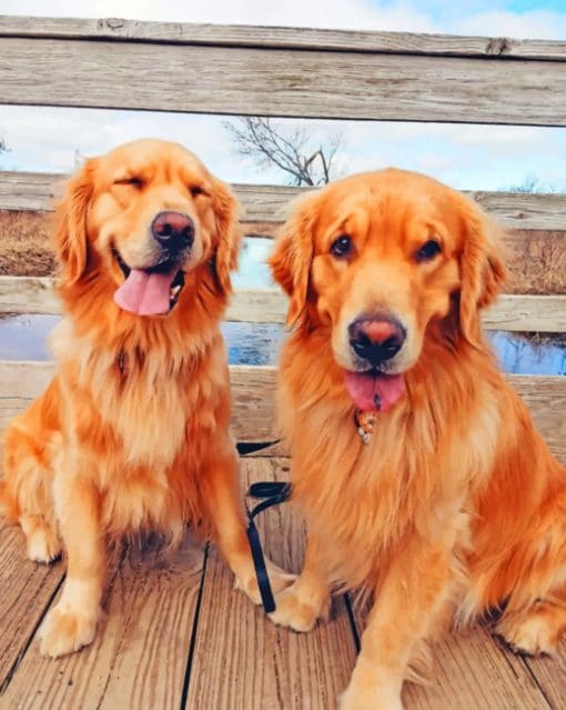 Golden Retrievers paint by numbers
