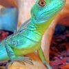 Green Basilisk Lizard paint by numbers