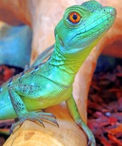 Green Basilisk Lizard paint by numbers