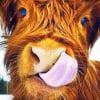 Highland Cow paint By Numbers