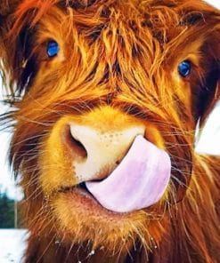 Highland Cow paint By Numbers