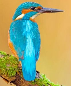 Kingfisher paint by numbers