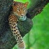 leopard sleeping on a tree branch Paint by numbers