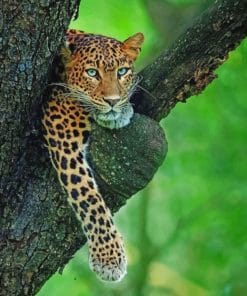 leopard sleeping on a tree branch Paint by numbers
