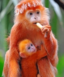 Mom And Baby Monkey Paint by numbers