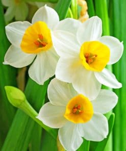 Narcissus Flowers paint by numbers