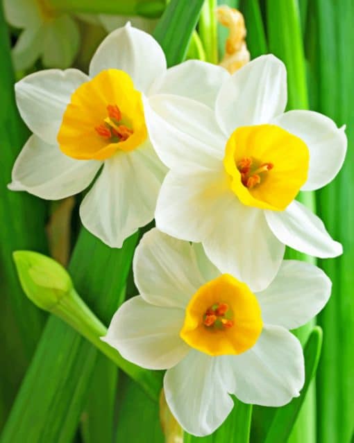 Narcissus Flowers paint by numbers
