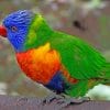 Colorful Parrot paint by numbers