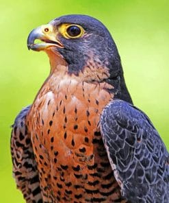 Peregrine Falcon paint by numbers