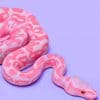 Pink Snake paint by numbers