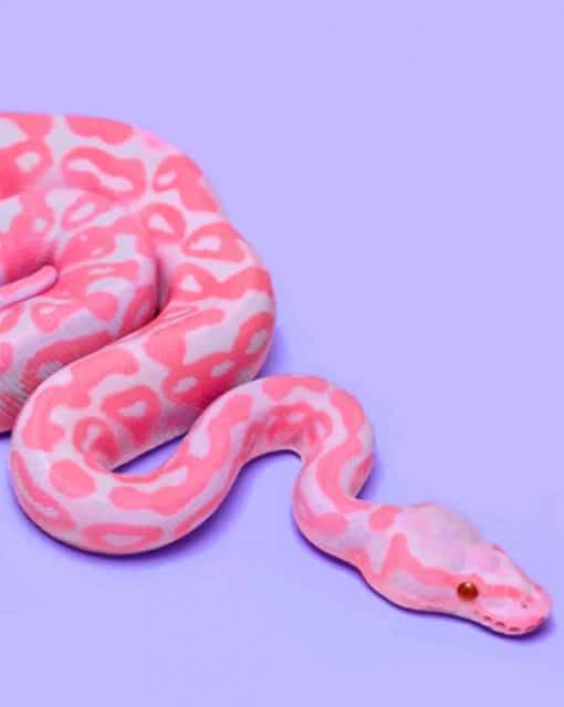 Pink Snake paint by numbers