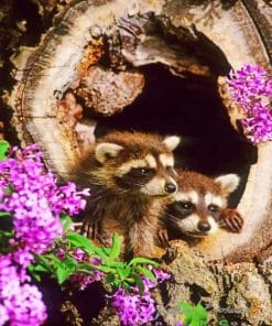 Raccoons paint By numbers